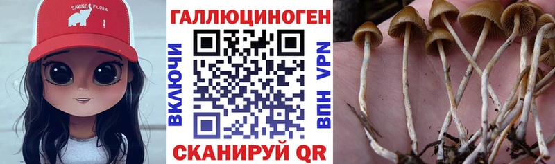 Купить где  Верхоянск  Псилоцибиновые грибы Psilocybine cubensis 